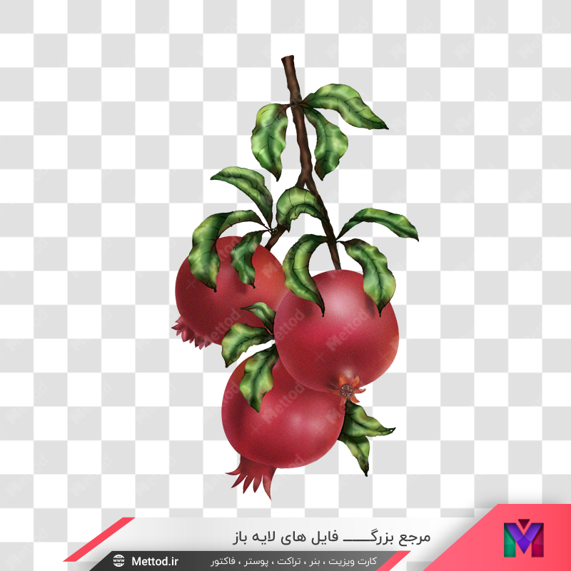 pomegranate-illustration-png نمونه png انار