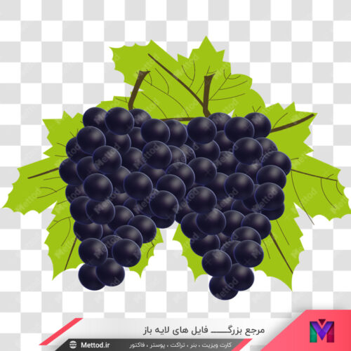 عکس png انگور طرح 273