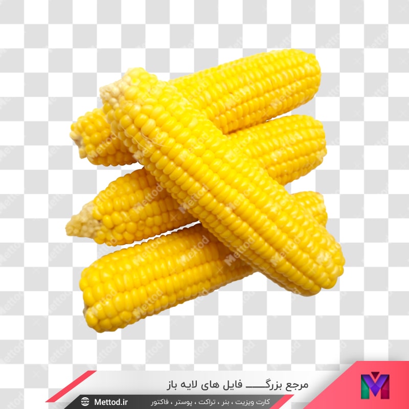 corn-png-40 عکس png ذرت طرح 570