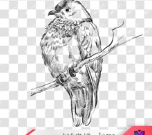 عکس png پرنده طرح 586