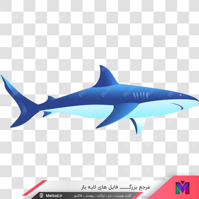 fish-png-17 عکس png کوسه