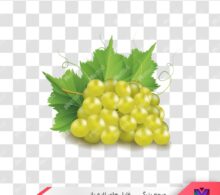 عکس png انگور طرح 678