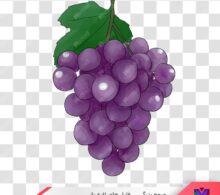 عکس png انگور طرح 680