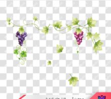 عکس png انگور طرح 675