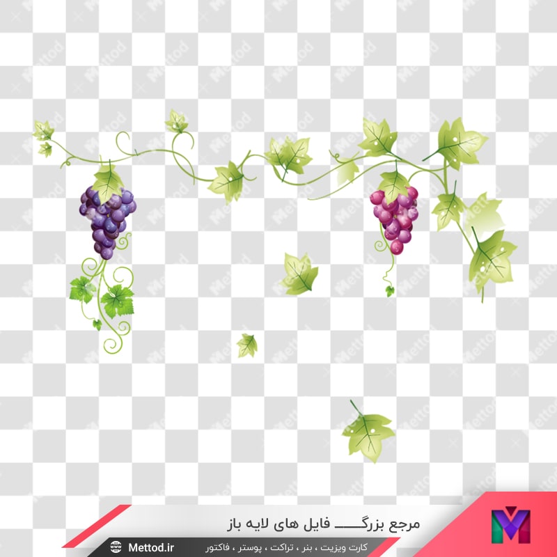 grape-png-95 عکس png انگور
