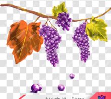 عکس png انگور طرح 676