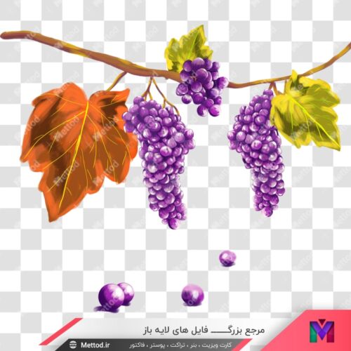 عکس png انگور طرح 676