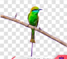 عکس png پرنده طرح 1010